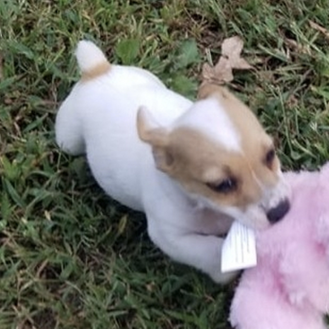 comprar cachorros sanos, baratos y asequibles para la venta